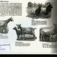 Print-out of information on goats